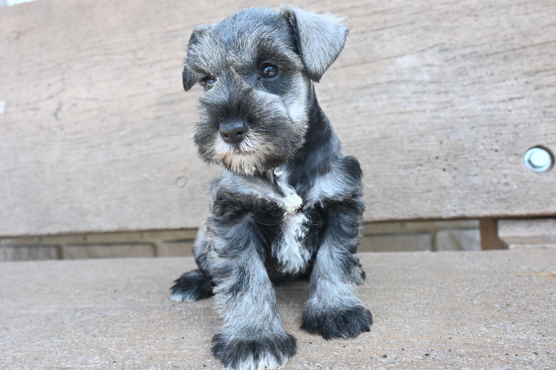 A small, gray and black Schnauzer puppy sits on a textured, light-colored surface looking toward the camera.