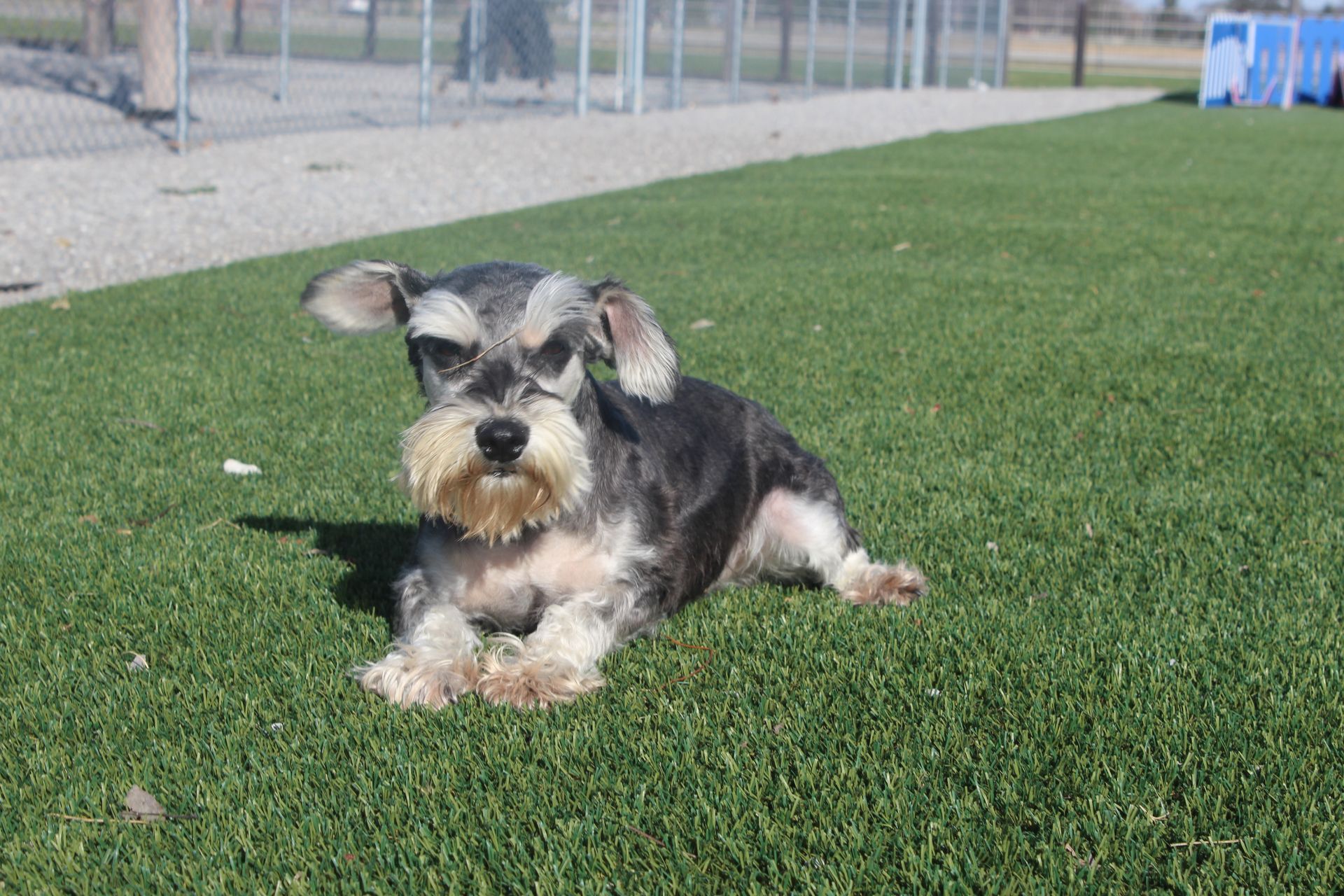 Schnauzer dog with gray and black fur sitting outside on a sunny day.