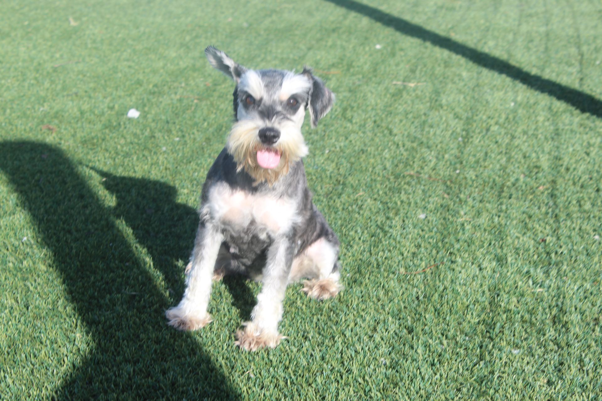 A small, gray and white schnauzer sitting on green grass with its tongue out.