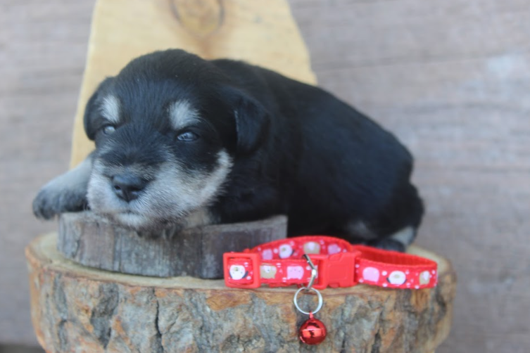 Black and silver Miniature Schnauzer dog standing on a speckled floor, looking forward.