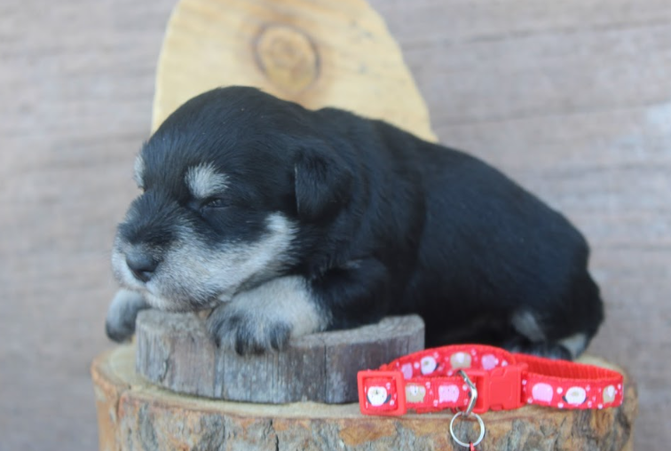 A happy black and white miniature schnauzer stands on green grass, looking up at the camera with an open-mouthed smile.
