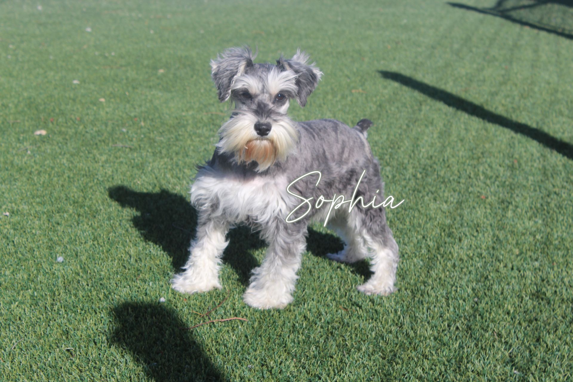 Schnauzer dog with gray and tan fur standing on a gravel path with fallen leaves.