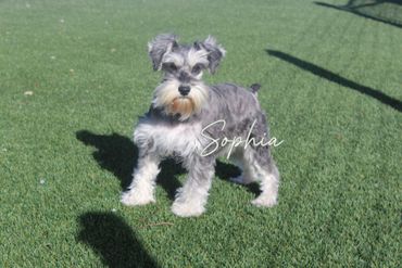 Schnauzer dog with gray and tan fur standing on a gravel path with fallen leaves.