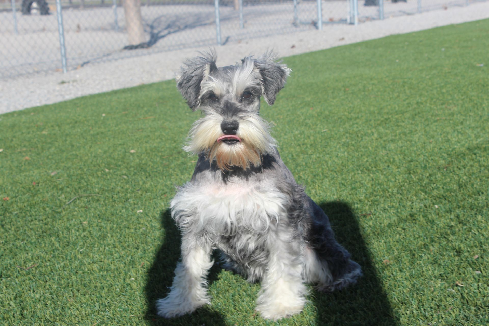 A salt and pepper miniature schnauzer sits attentively on a sunny green lawn in front of a chain-link fence.