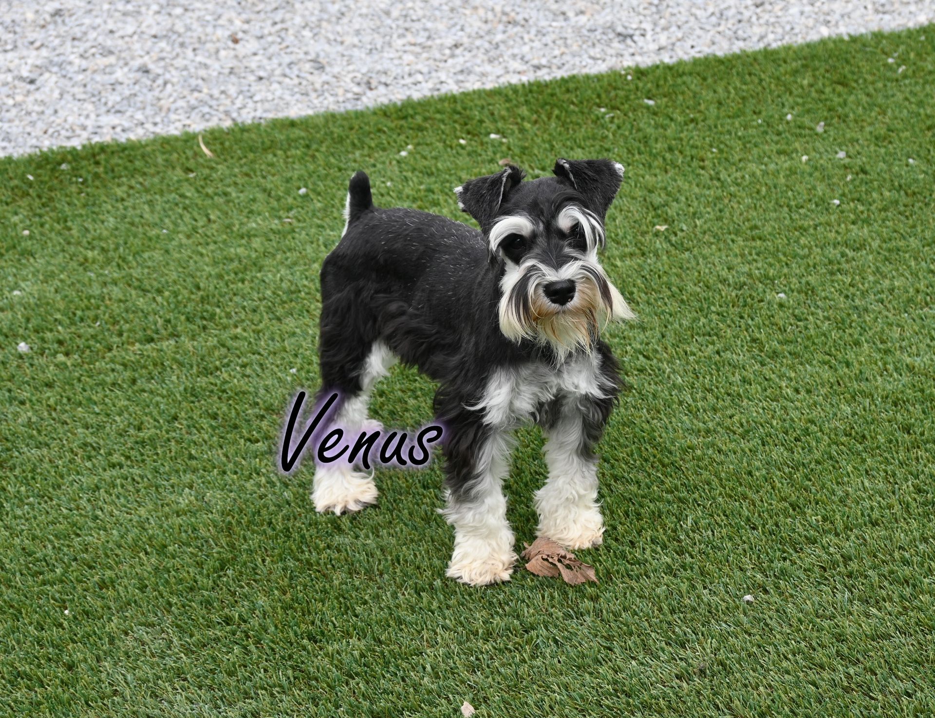 Black and silver Miniature Schnauzer dog standing on a speckled floor, looking forward.