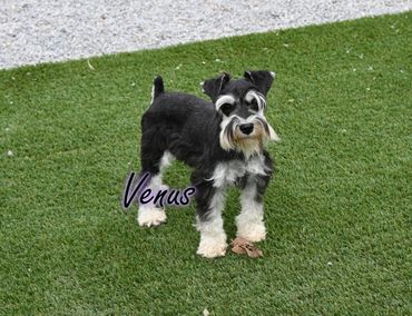 Black and silver Miniature Schnauzer dog standing on a speckled floor, looking forward.