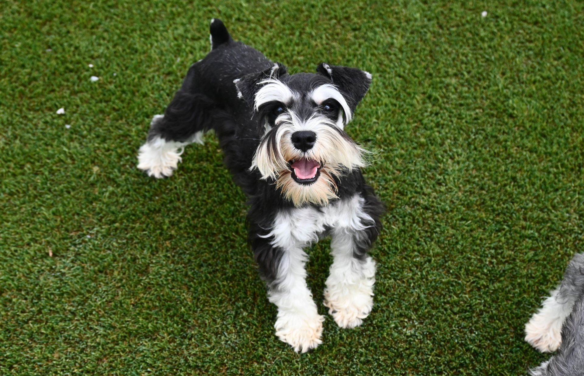 A happy black and white miniature schnauzer stands on green grass, looking up at the camera with an open-mouthed smile.