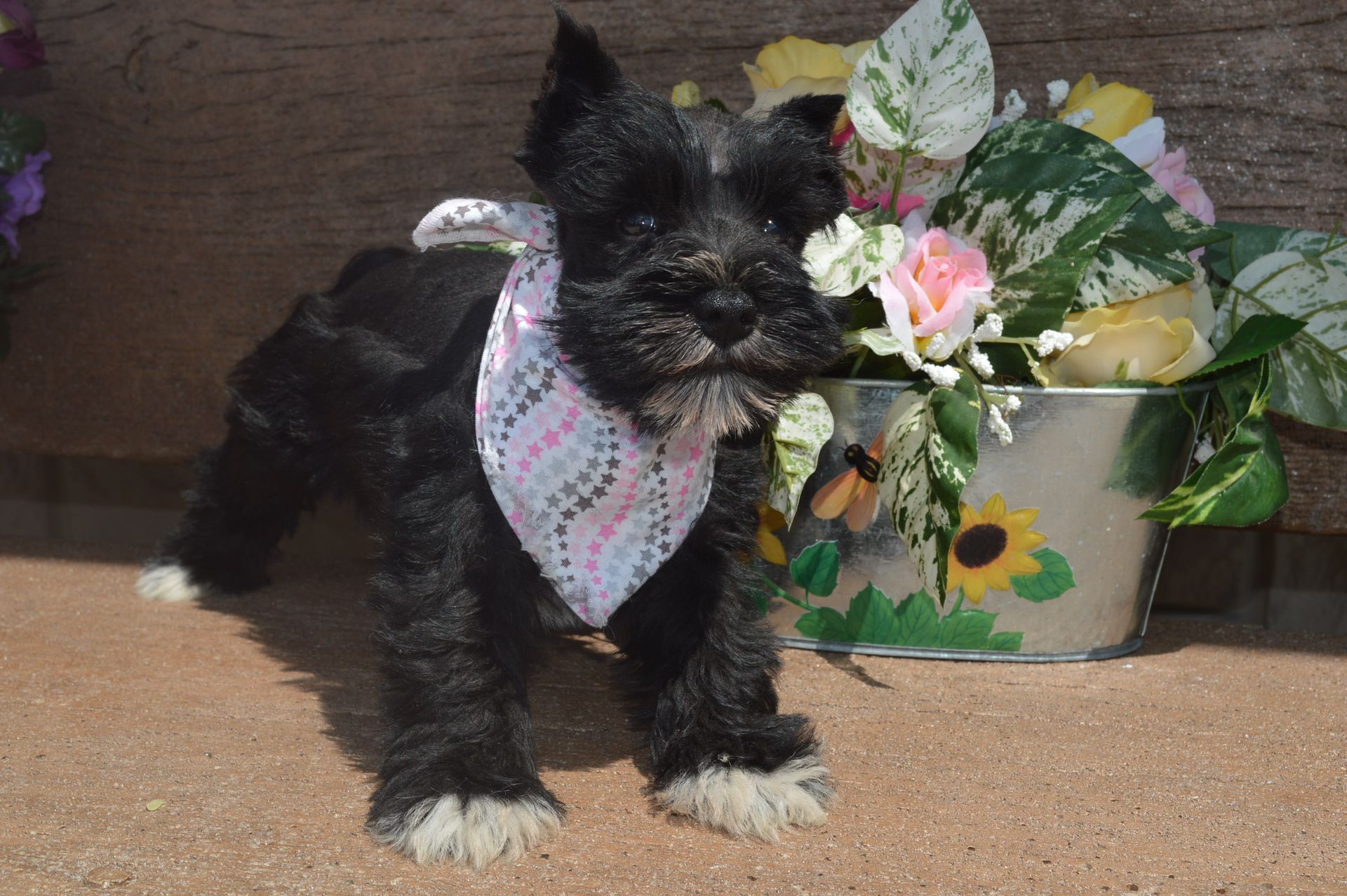 A small black Schnauzer puppy with white paws wearing a patterned bandana, standing next to a floral metal bucket.