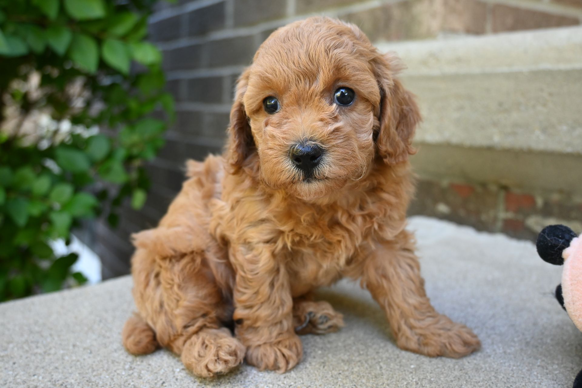 A small, curly-haired golden-brown puppy sits on a stone surface outdoors near a green bush and a toy.