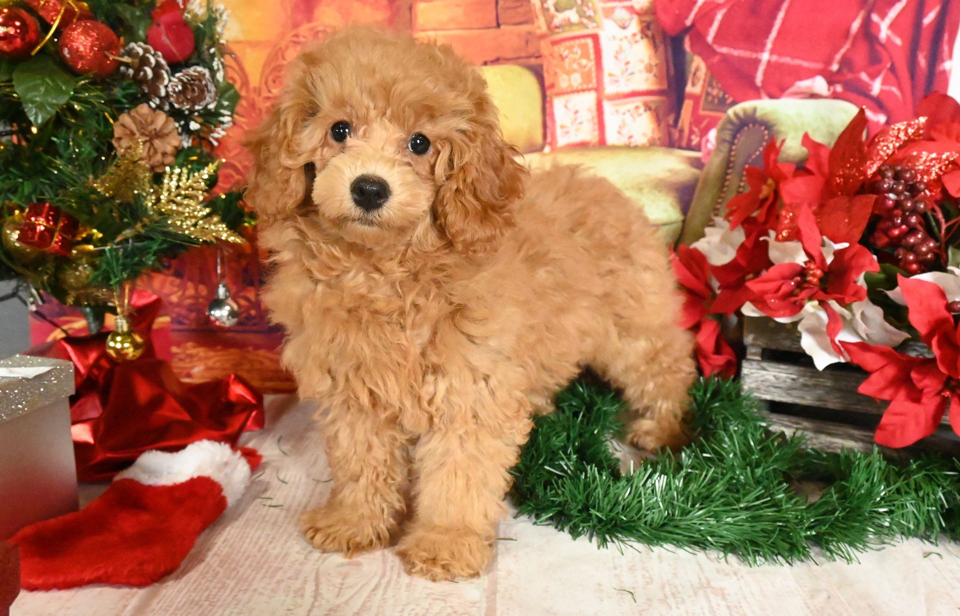 A curly-haired, apricot-colored puppy stands in a festive holiday setting with a Christmas tree and poinsettias.
