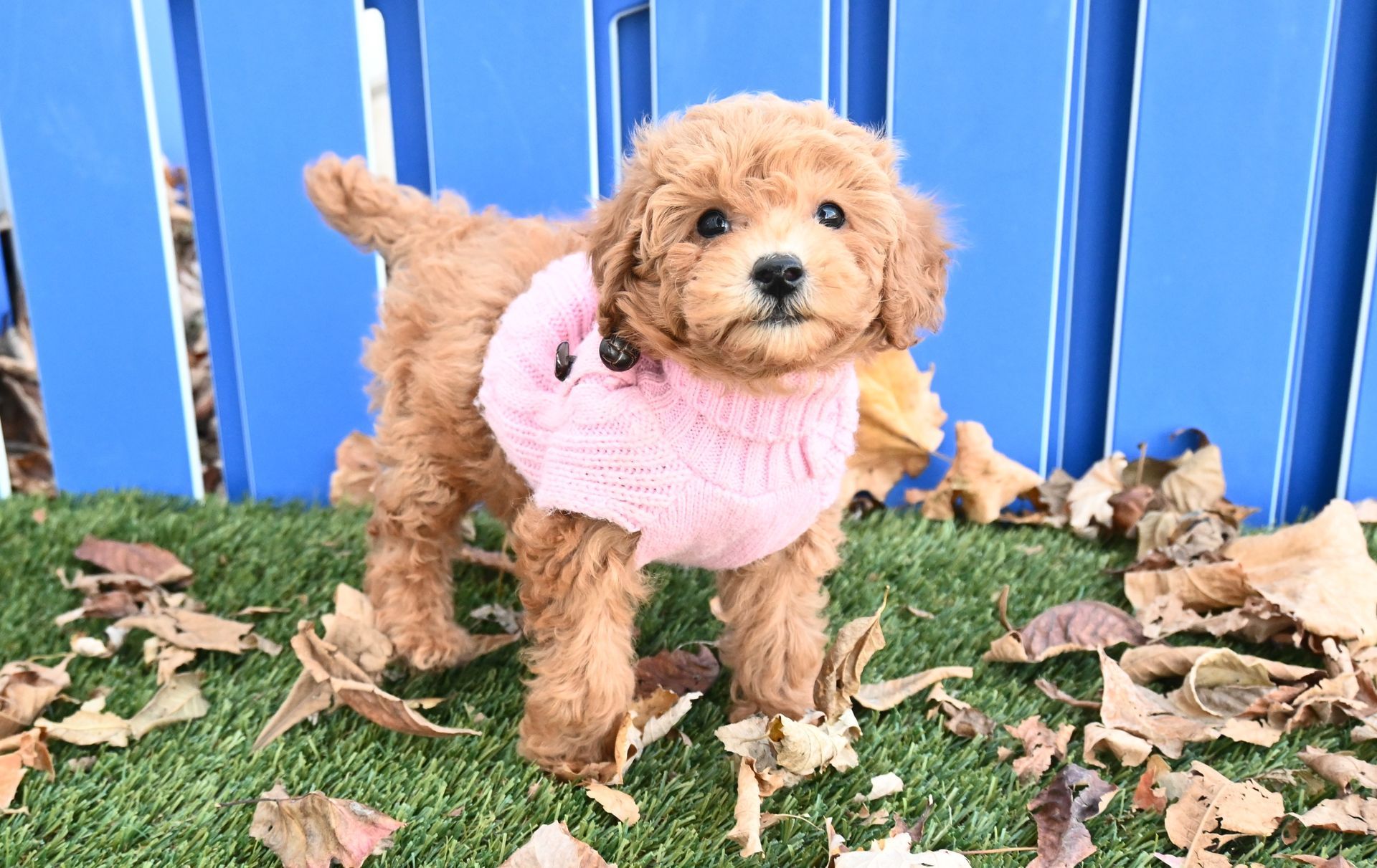 A small, fluffy, light-brown puppy wearing a pink sweater stands on artificial grass scattered with dry brown leaves.