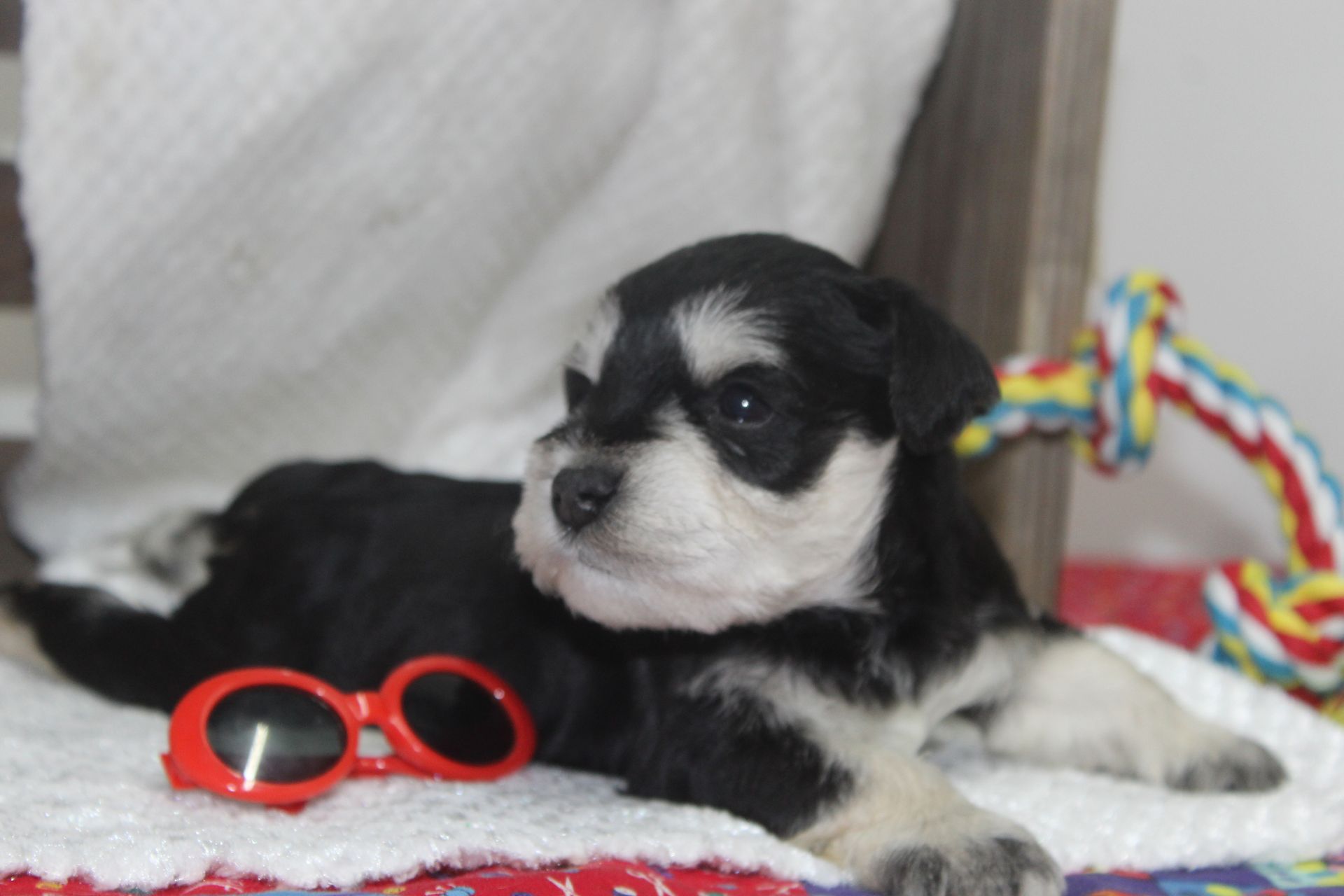A happy black and white miniature schnauzer stands on green grass, looking up at the camera with an open-mouthed smile.
