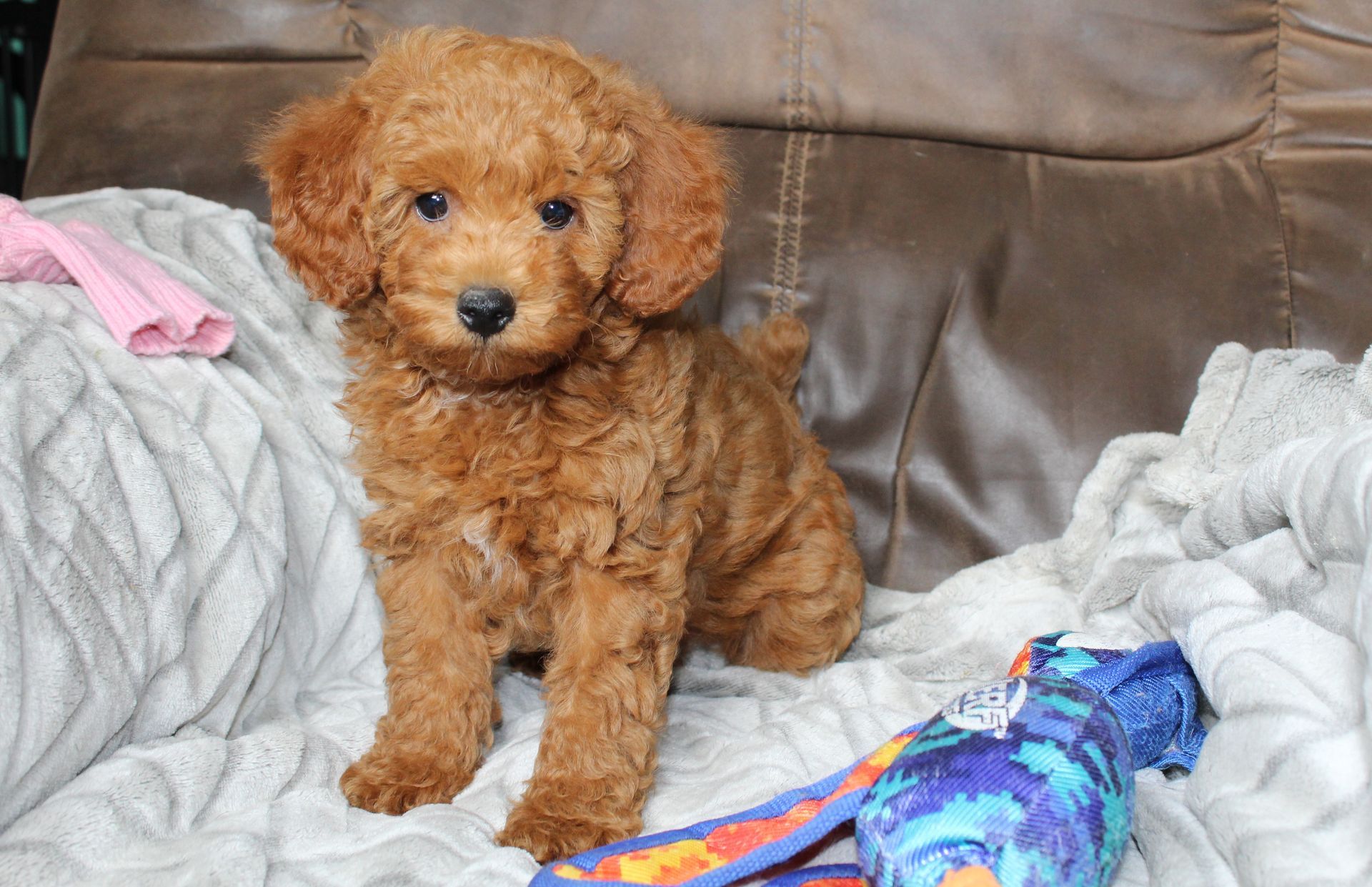 A fluffy, red-brown puppy sits on a gray textured blanket next to a colorful patterned chew toy.