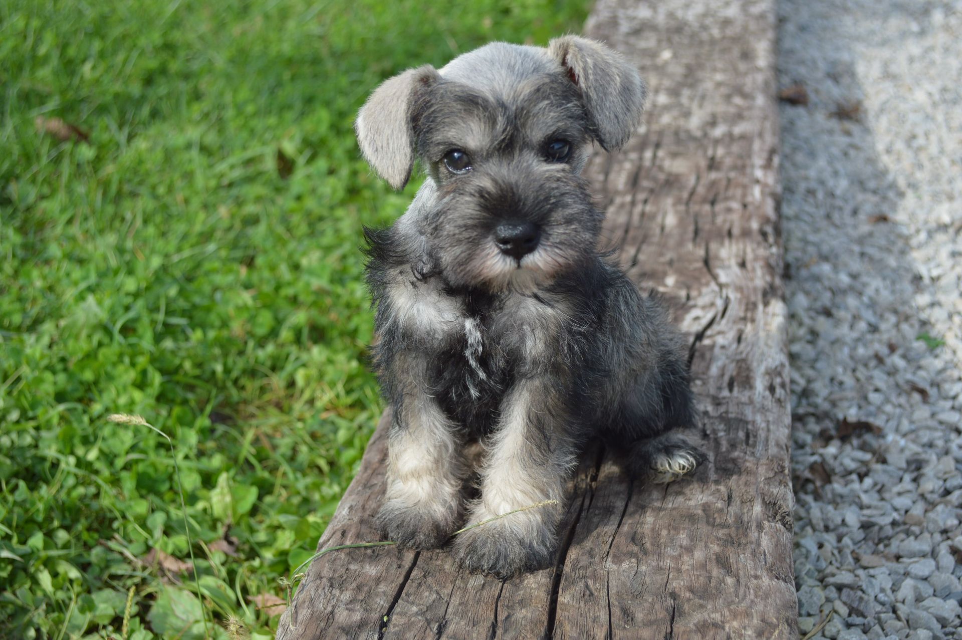 A small, salt-and-pepper Miniature Schnauzer puppy sits on a weathered wooden beam outdoors next to grass and gravel.