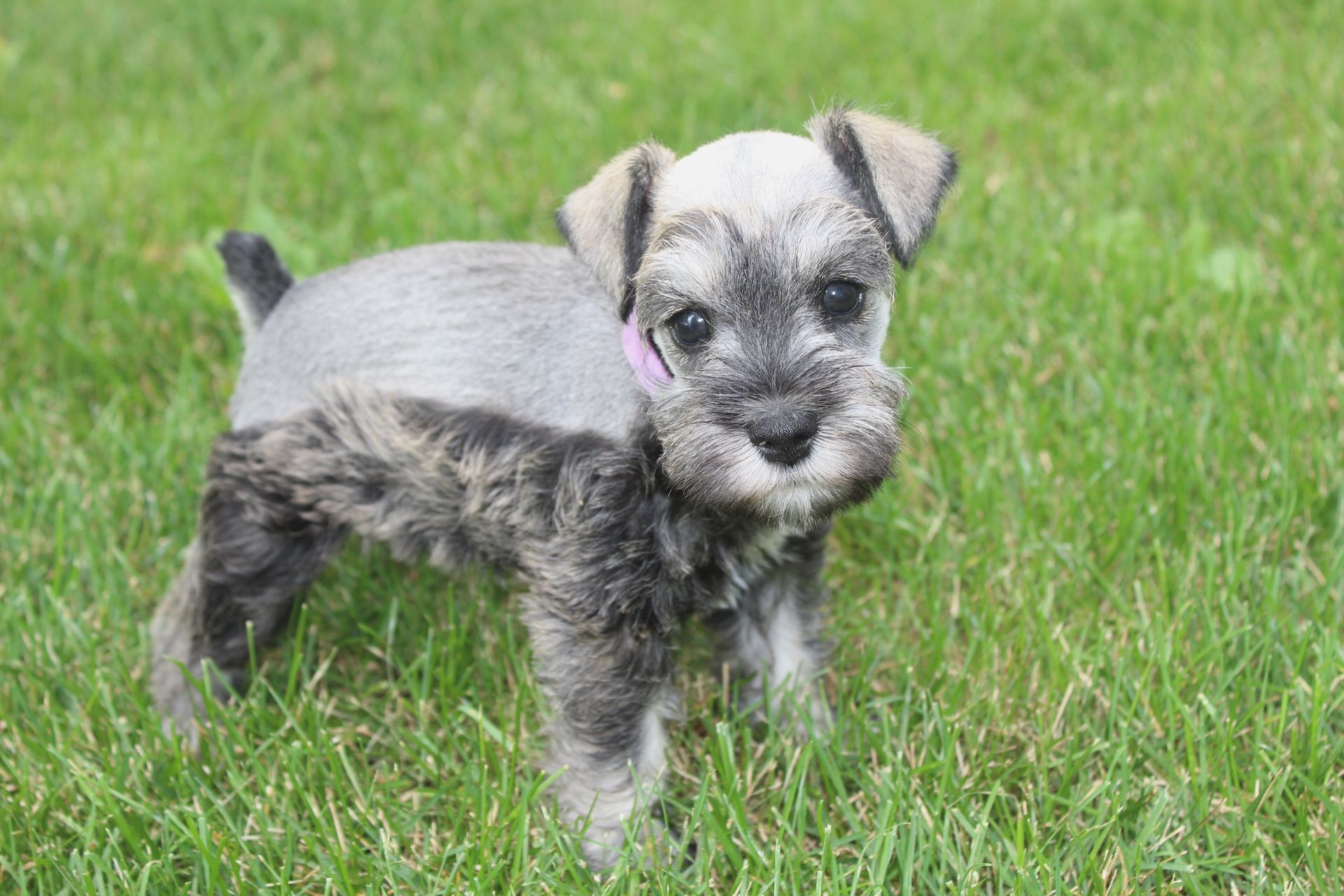 A gray and black Miniature Schnauzer puppy standing in a grassy yard, looking toward the camera.