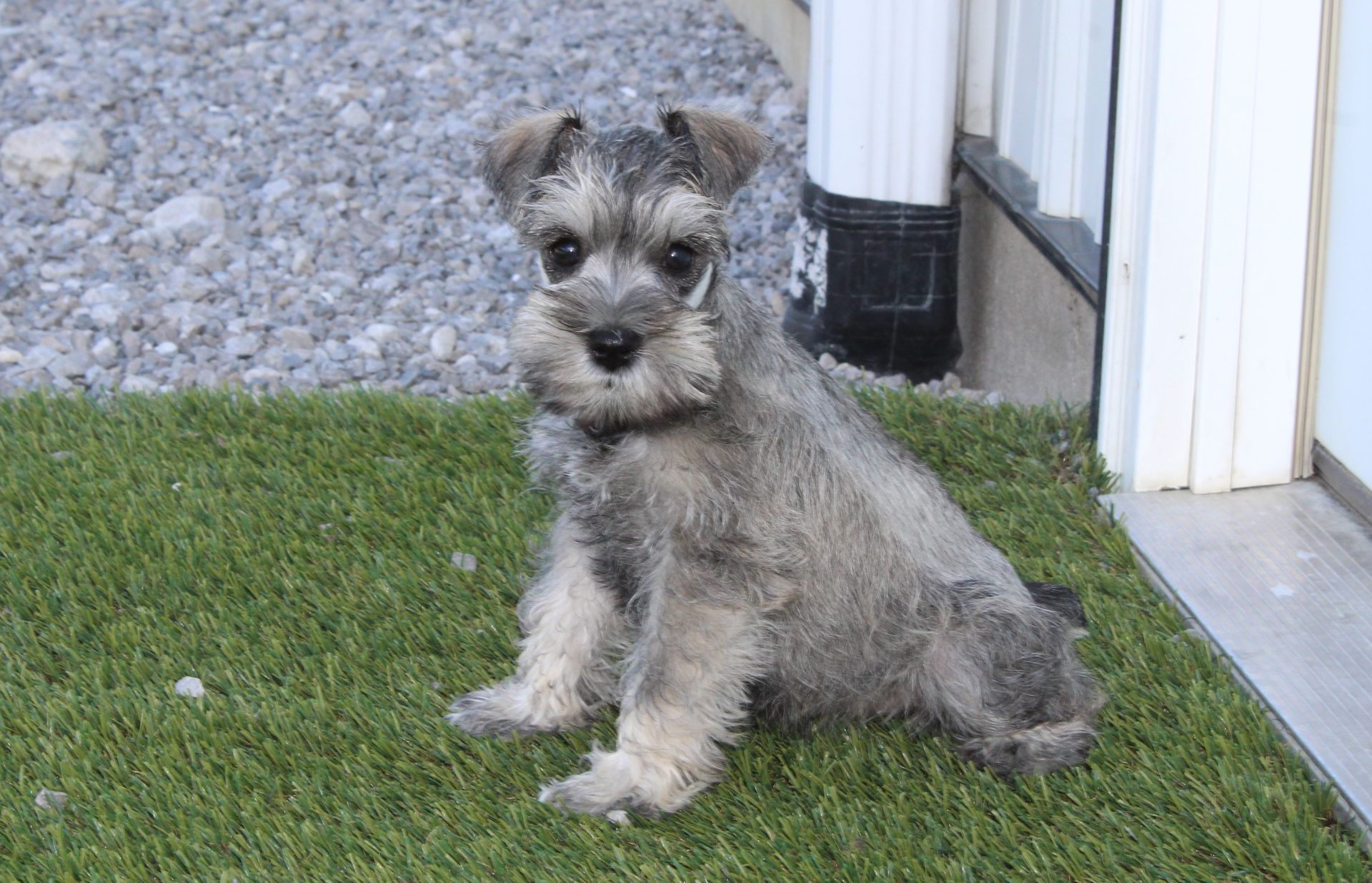 A small, gray Schnauzer puppy sits attentively on a patch of artificial green grass next to a white wall.