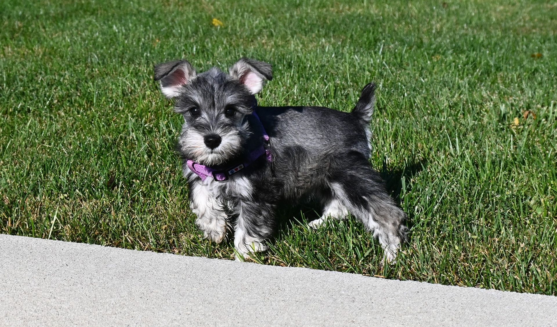 A small, gray and black Miniature Schnauzer puppy with a purple collar stands on a green lawn next to a concrete path.
