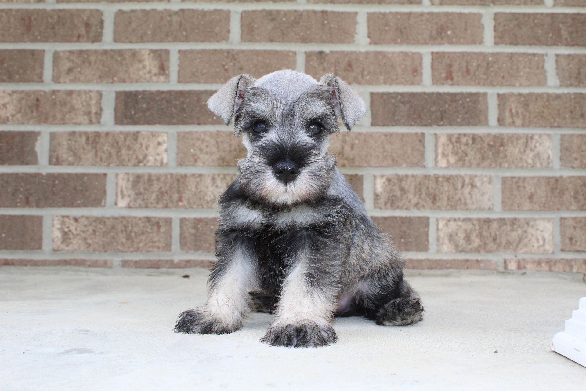 A small, grey and black Schnauzer puppy sits facing forward against a brick wall.