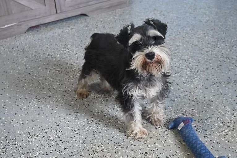 Black and silver Miniature Schnauzer dog standing on a speckled floor, looking forward.