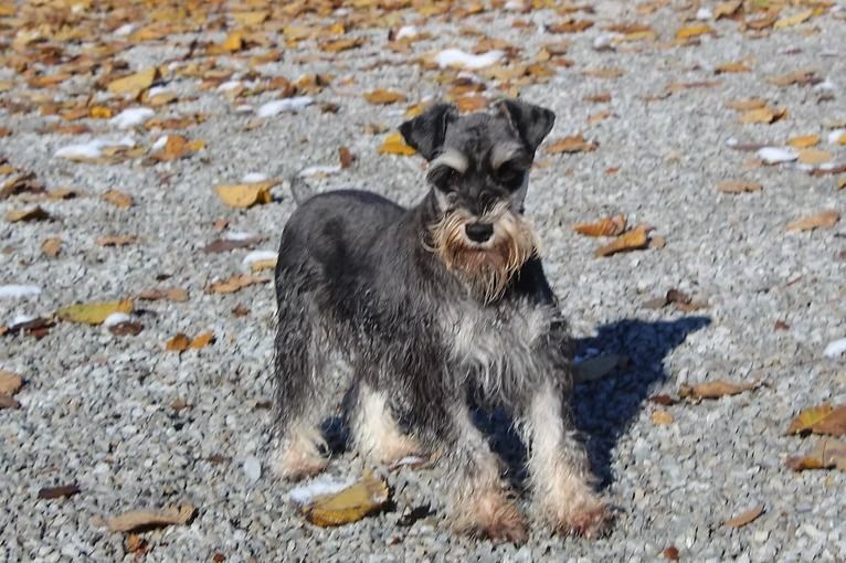 Schnauzer dog with gray and tan fur standing on a gravel path with fallen leaves.