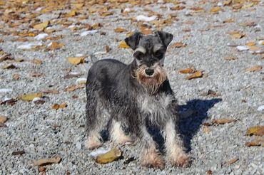 Schnauzer dog with gray and tan fur standing on a gravel path with fallen leaves.