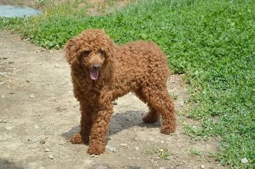Brown poodle with curly fur standing outdoors on a dirt path, panting.