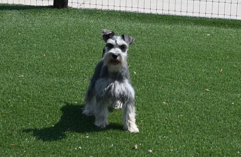 A gray and white Miniature Schnauzer stands on green turf, tongue slightly out, sunny day.