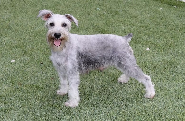 Silver Schnauzer dog standing on green grass, tongue out, smiling.