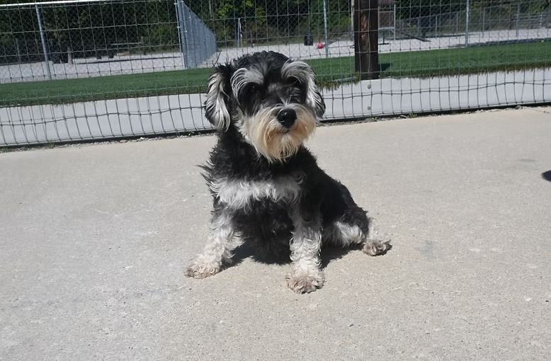 Schnauzer dog with gray and black fur sitting outside on a sunny day.