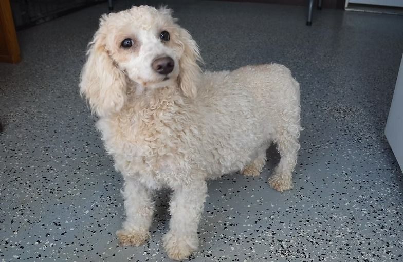 Cream-colored poodle standing on a speckled gray floor, looking at the camera.