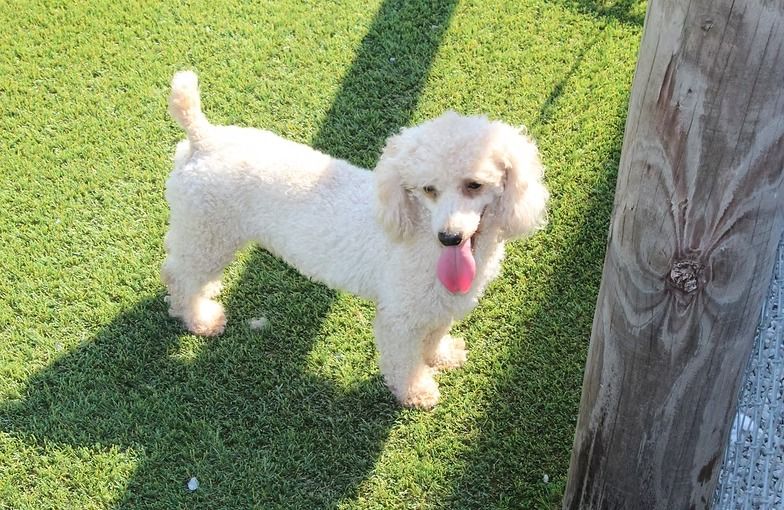 White poodle with pink tongue out, standing on green turf next to a wooden post.