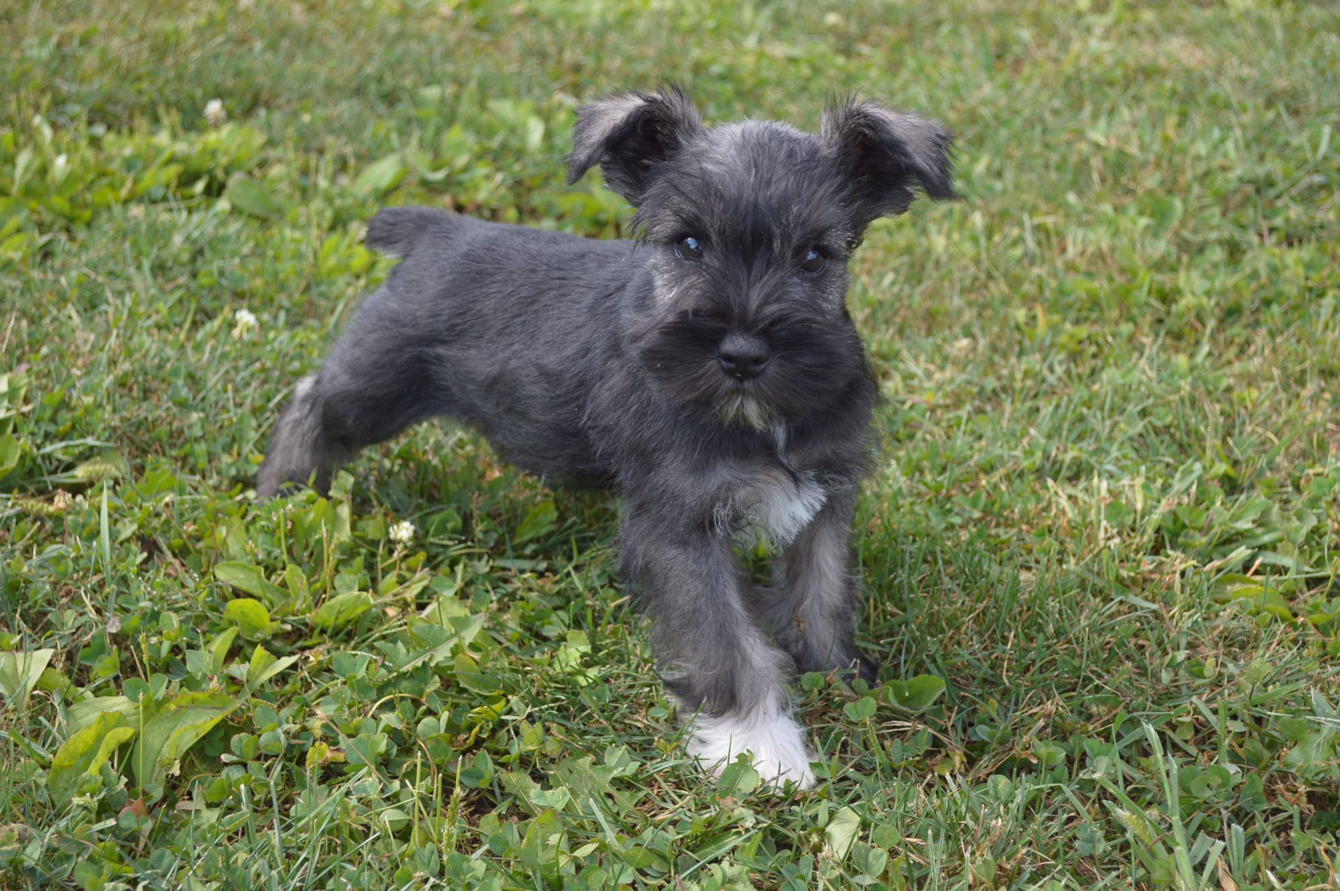 A small, gray Schnauzer puppy walks through green grass, showing a white paw.