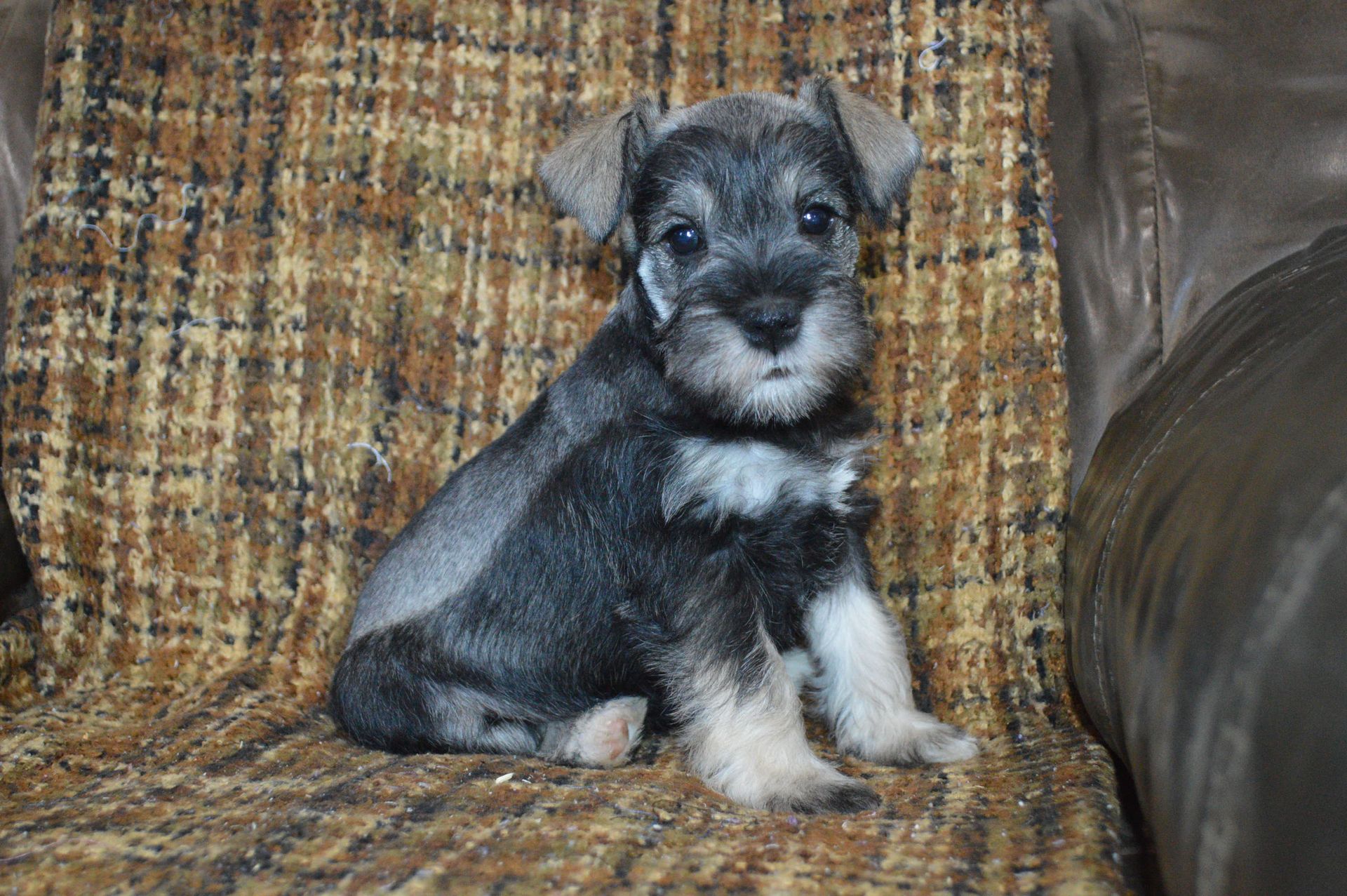 A small, gray and black Miniature Schnauzer puppy sits on a textured brown and tan patterned blanket.