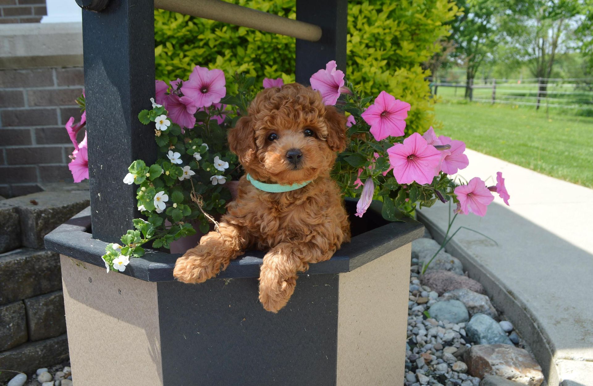 A curly brown puppy wearing a light green collar sits inside a decorative wooden wishing well surrounded by pink flowers.