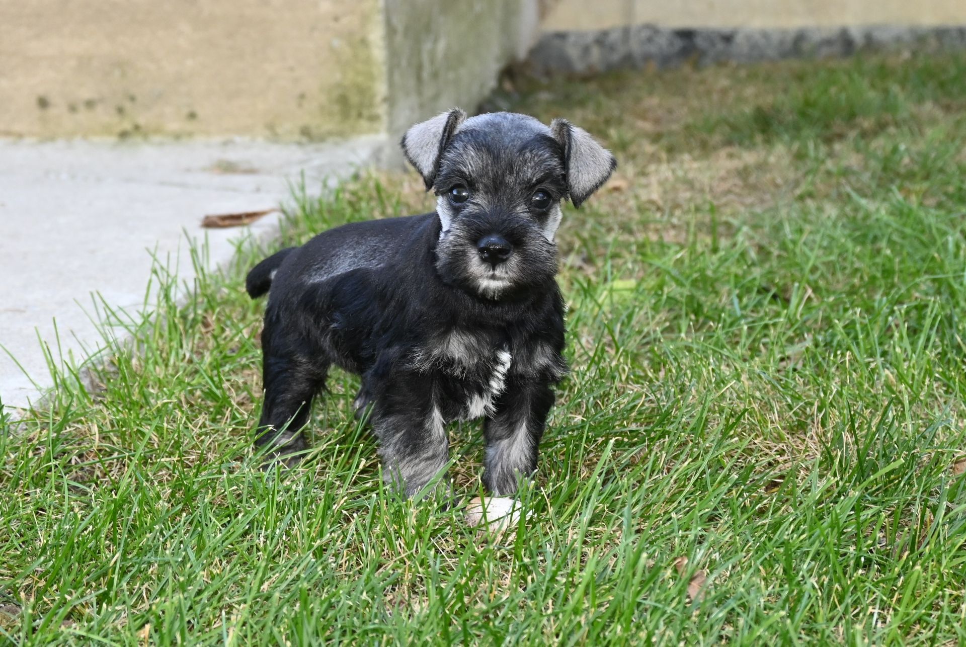 A small black and gray Schnauzer puppy standing in a grassy yard, looking towards the camera.