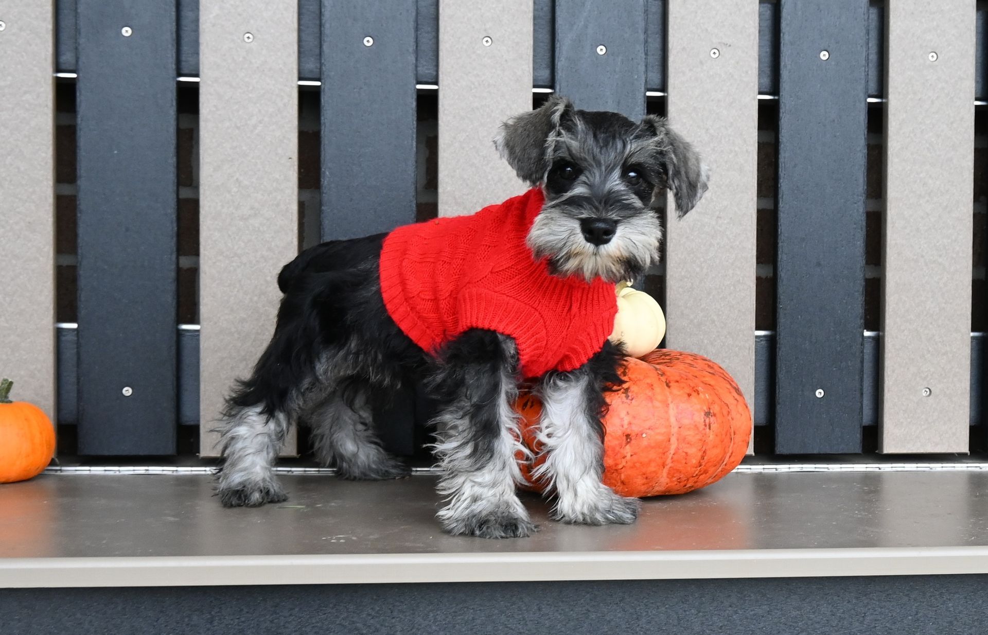 A small black and gray Schnauzer puppy wearing a red sweater stands next to an orange pumpkin in front of a fence.