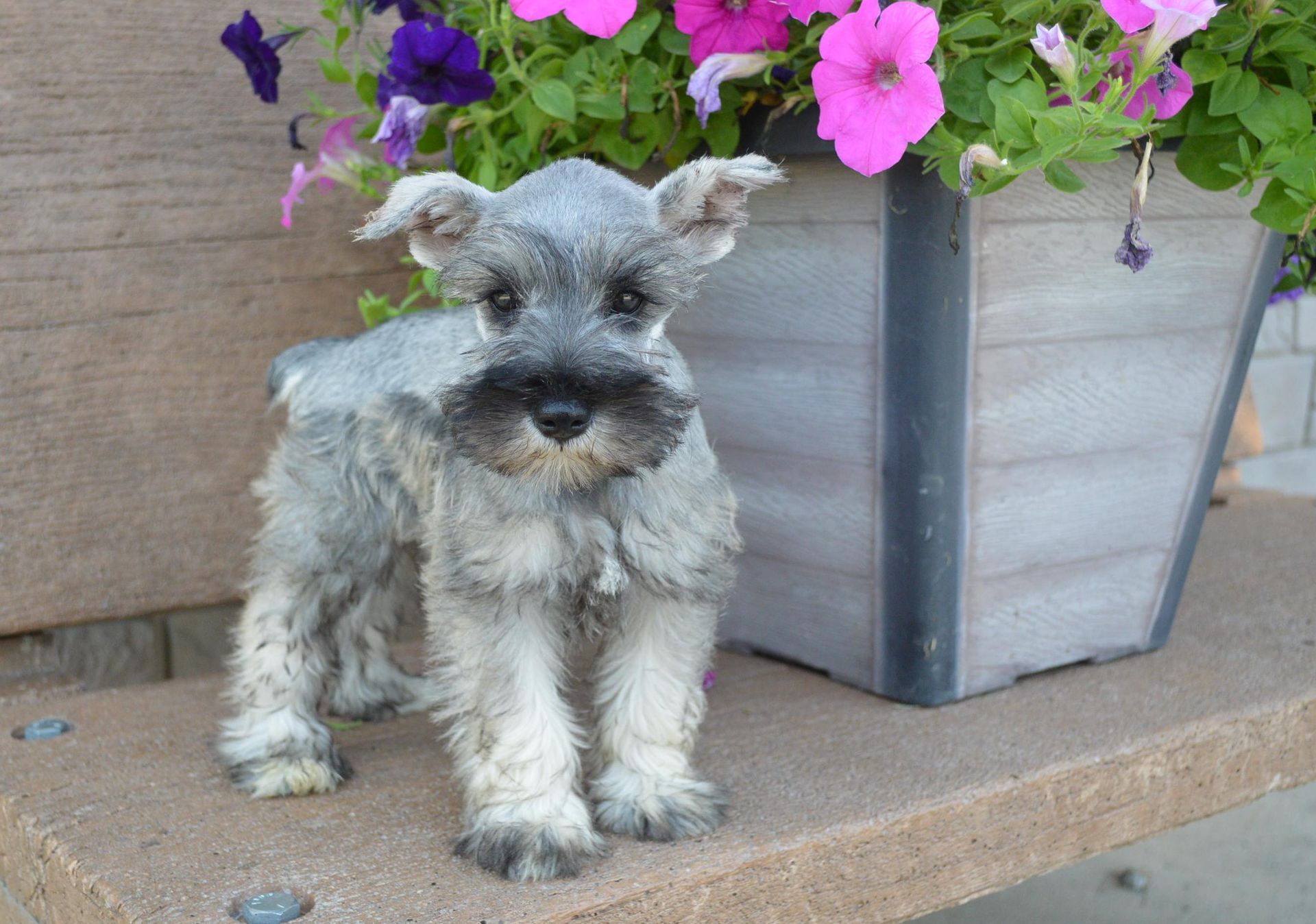 A gray miniature schnauzer puppy stands on a concrete surface next to a planter filled with pink and purple flowers.