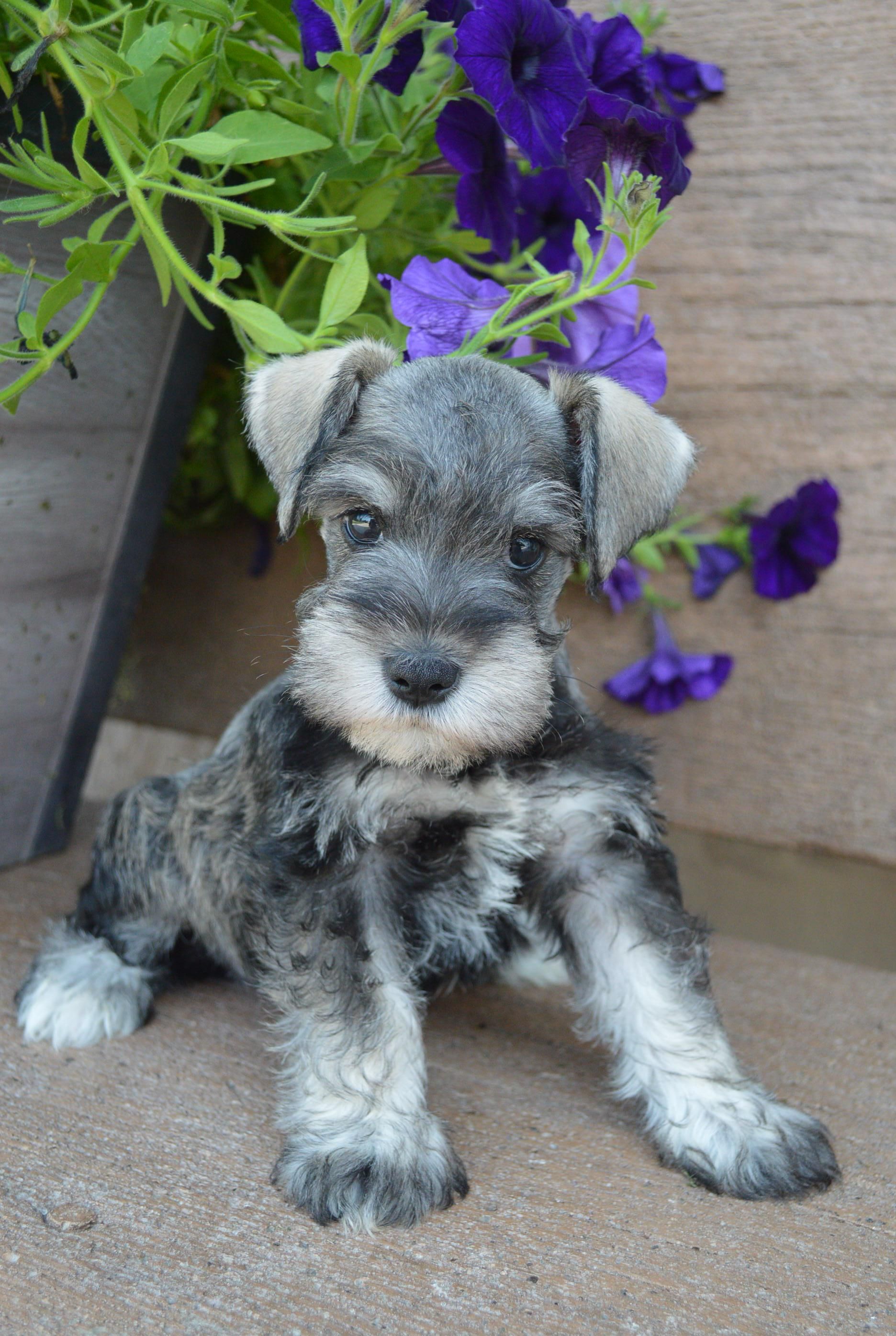 A small salt-and-pepper Schnauzer puppy sitting on a paved surface in front of purple flowers.