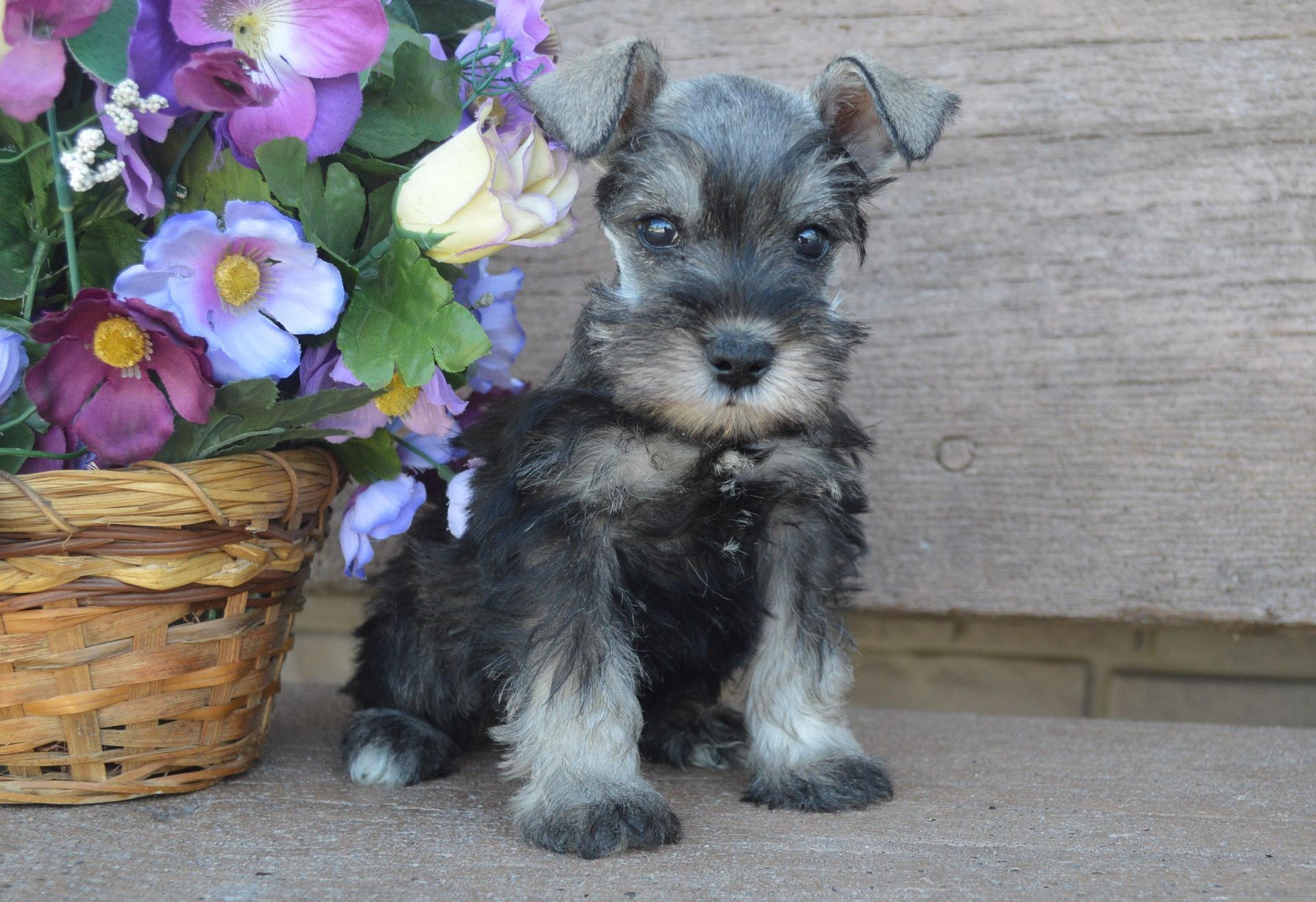 A small black and gray Schnauzer puppy sits next to a basket of purple and yellow flowers against a wooden background.