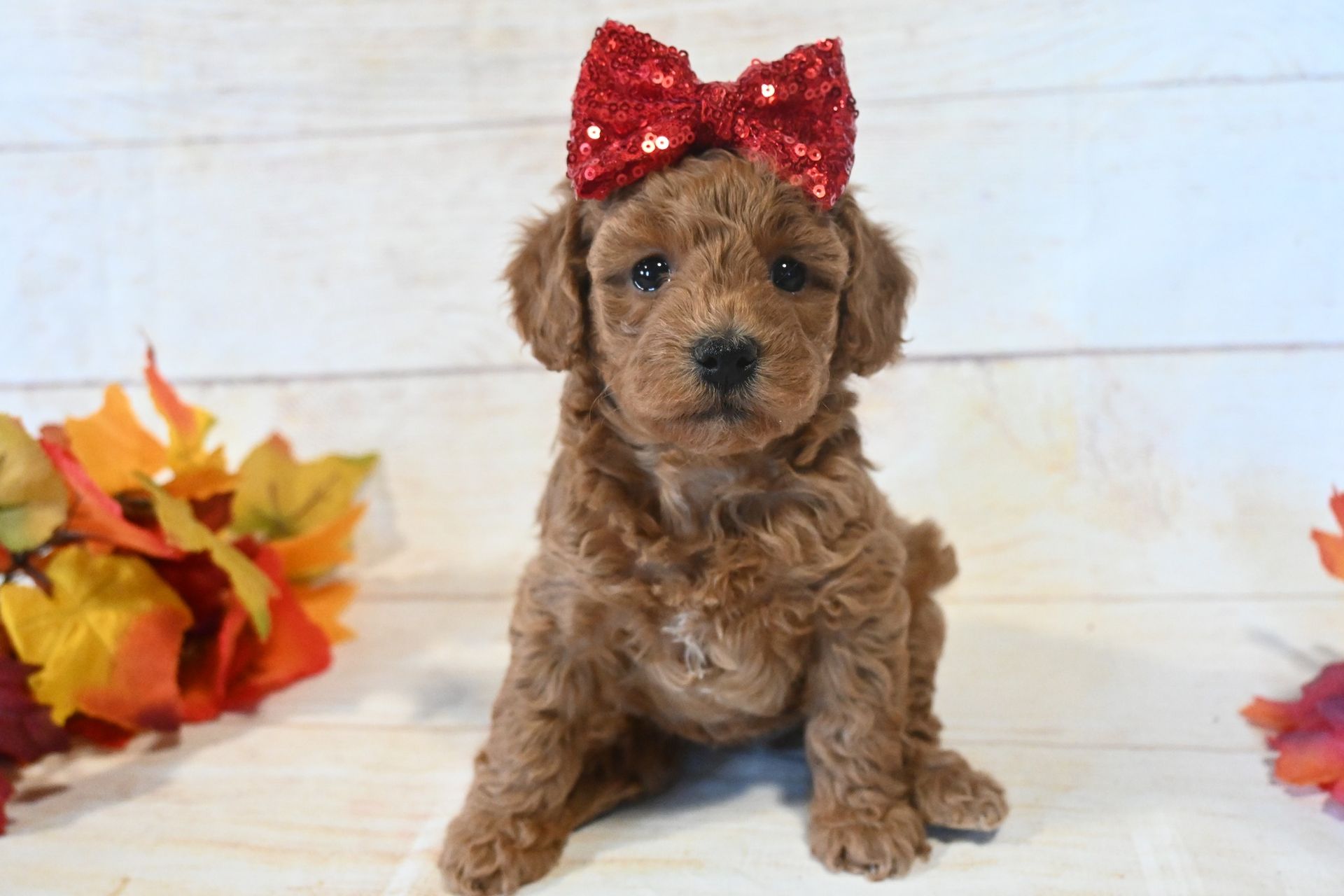 A brown puppy sits in a flower pot, surrounded by red, yellow, and green plants.
