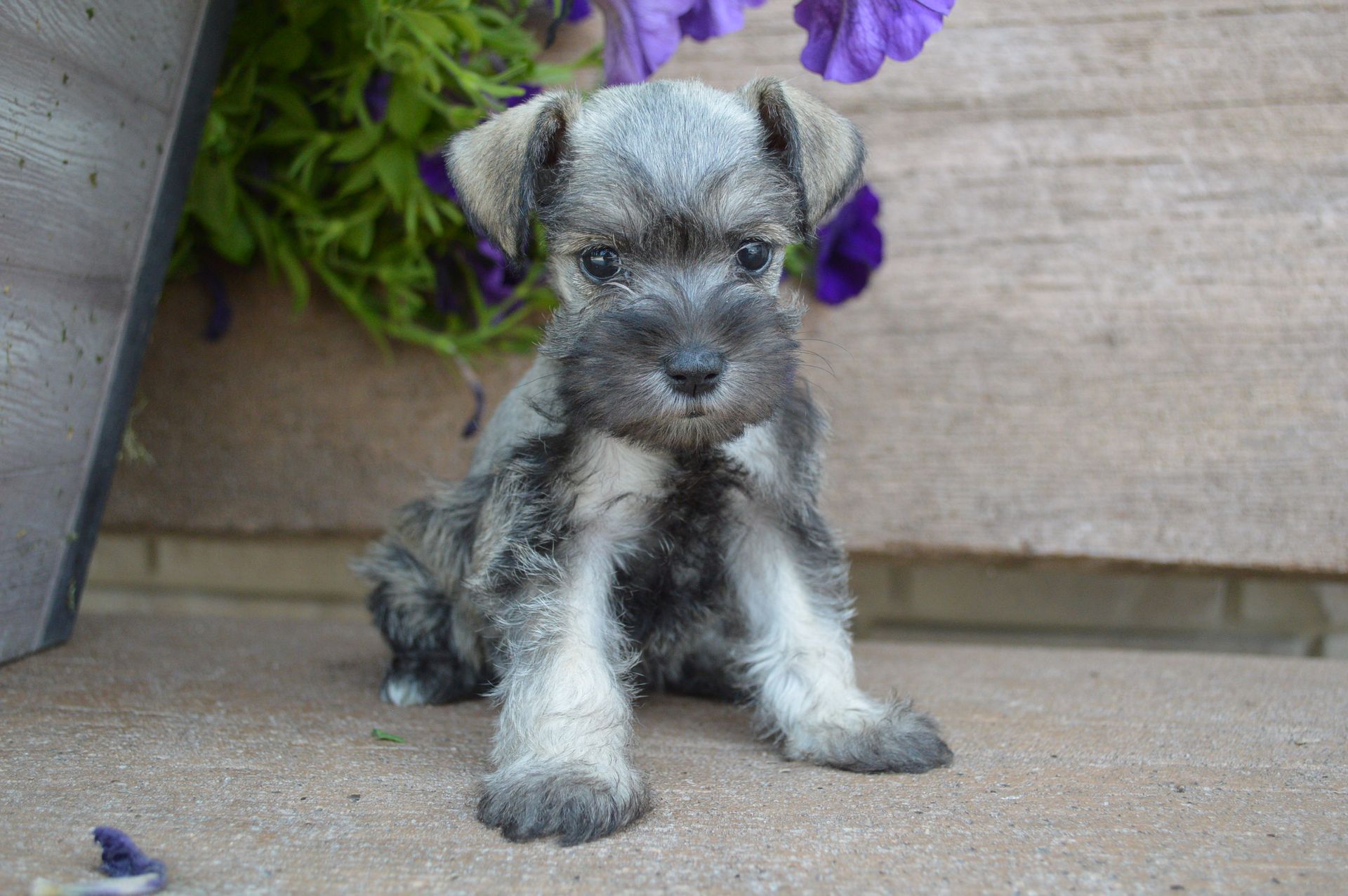 A small, salt-and-pepper Schnauzer puppy sits on a concrete surface in front of purple flowers.
