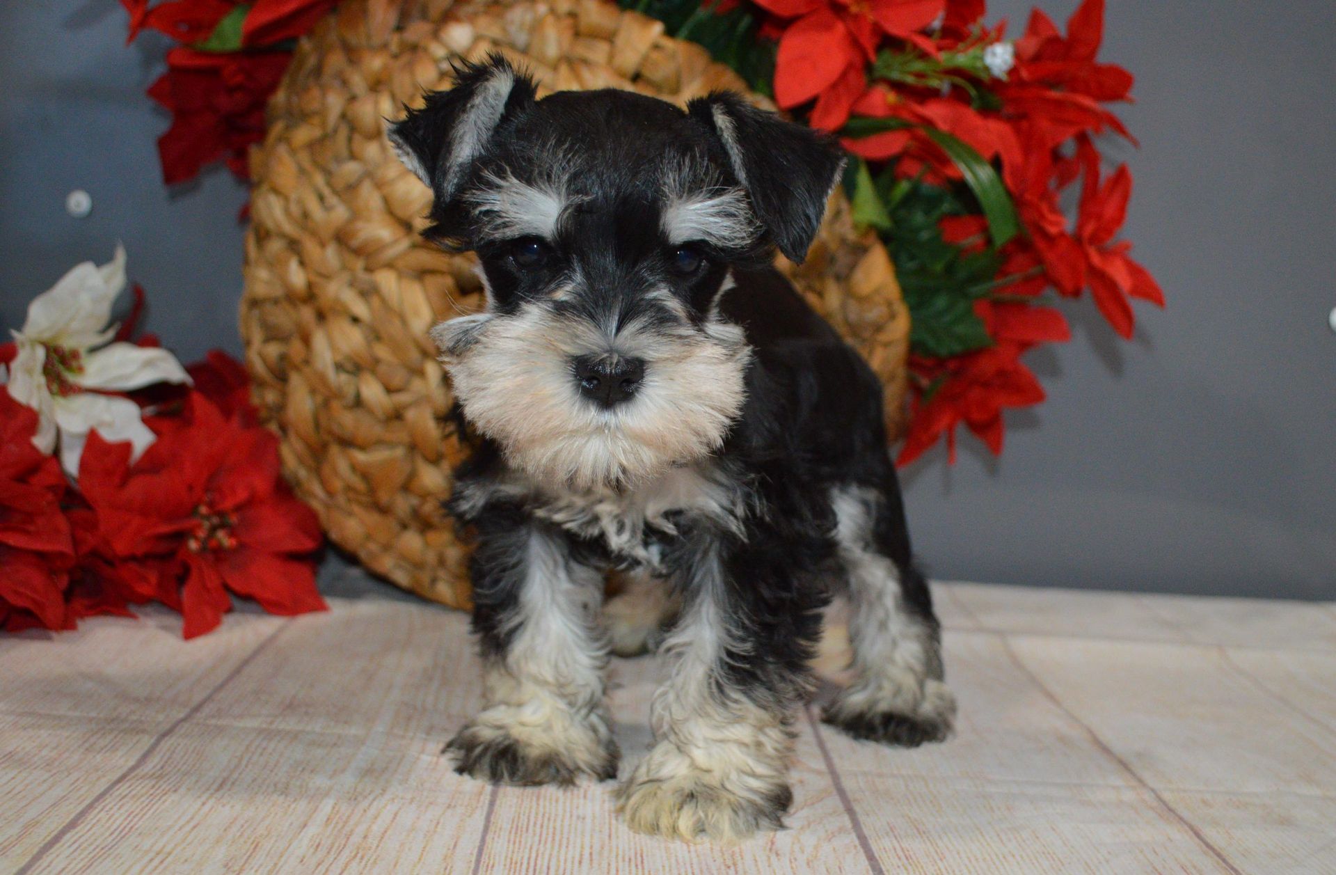 A black and silver Schnauzer puppy standing in front of a woven basket and red flowers on a light-colored wood surface.