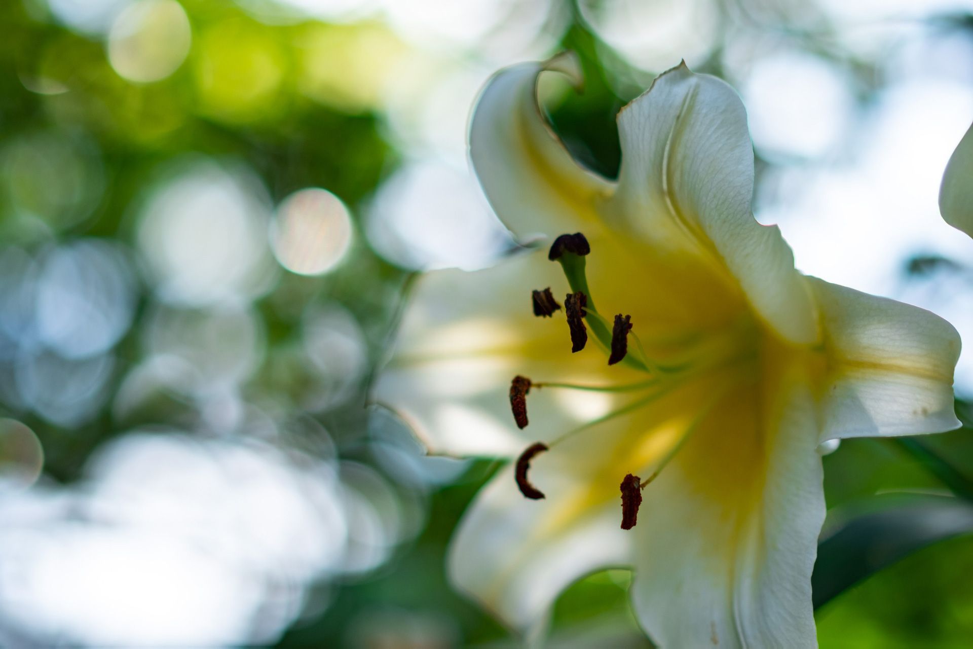 Yellow Lily — Griffith, NSW — Griffith & District Funerals