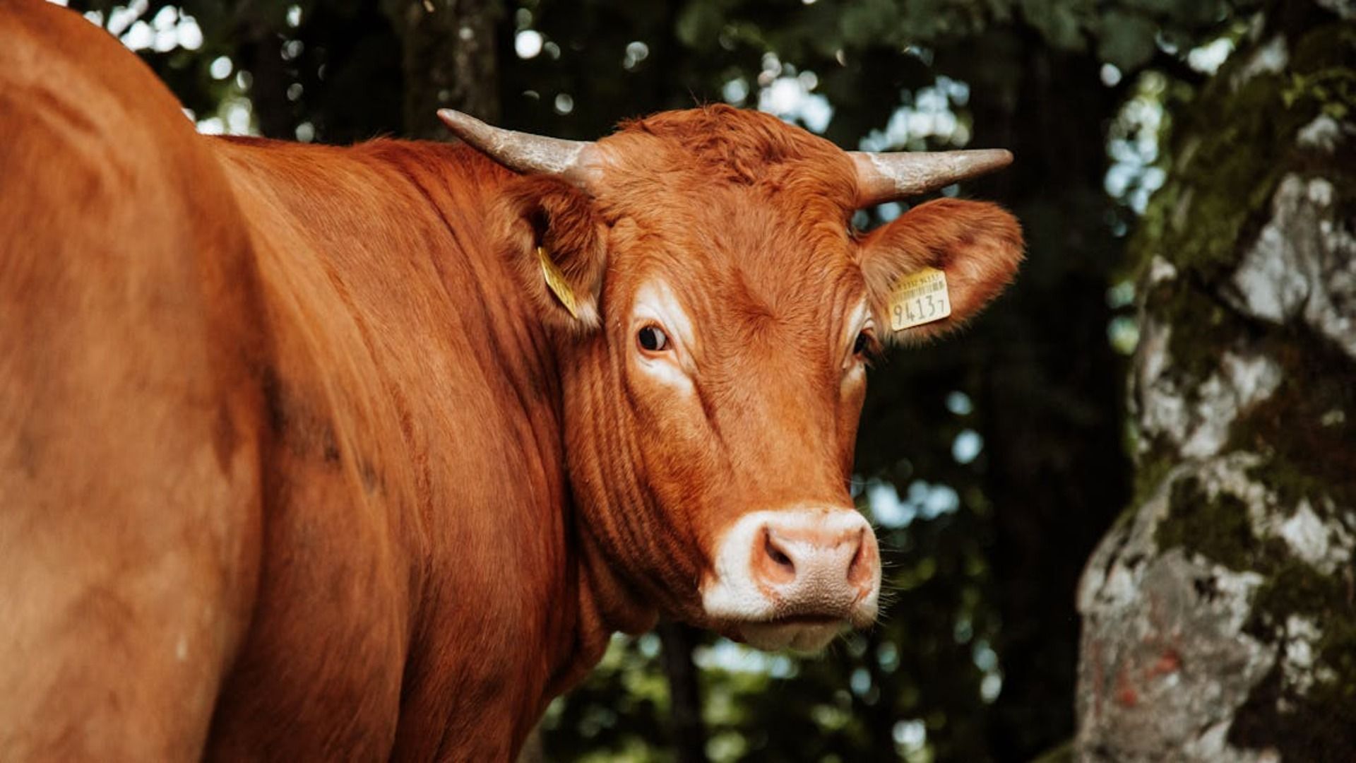 Vaca marrón con cuernos, mirando al espectador; árboles y luz solar en el fondo.
