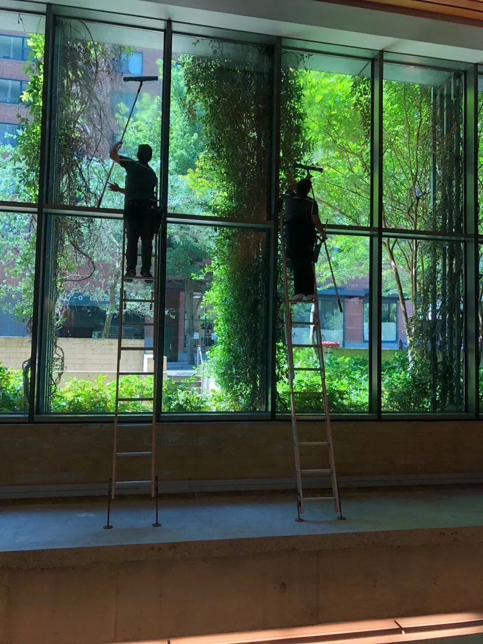 Two people cleaning large windows inside a building, standing on ladders. Green foliage visible outside.