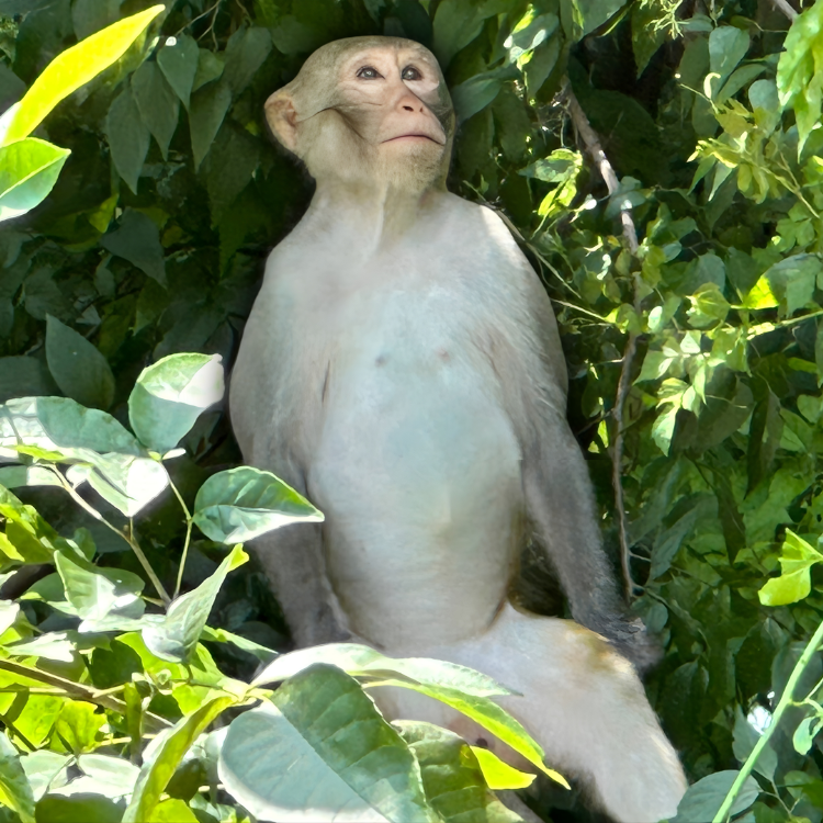 Monkey sitting among green leaves, looking upward.