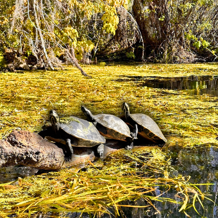 Three turtles on a log in a swamp covered in yellow plants with trees in the background.