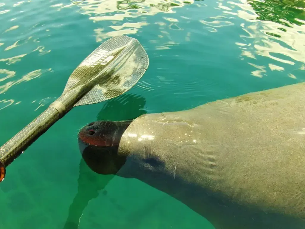 Manatee next to a paddle in turquoise water, snout near the paddle.