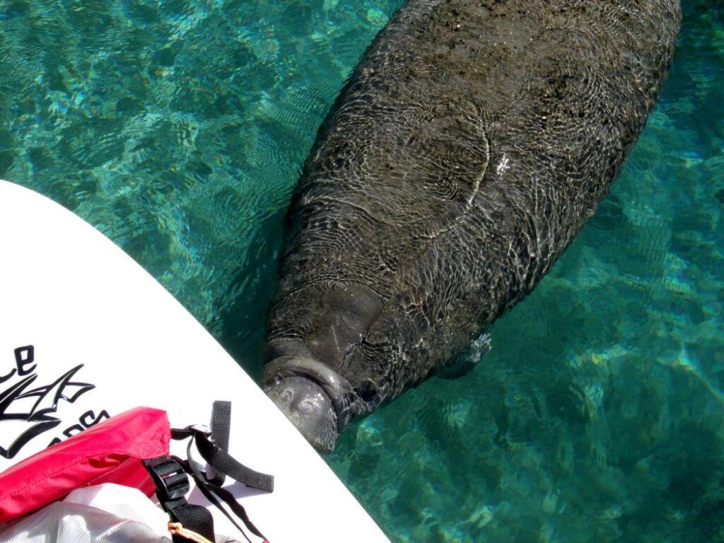Manatee swims near a paddleboard in clear turquoise water.