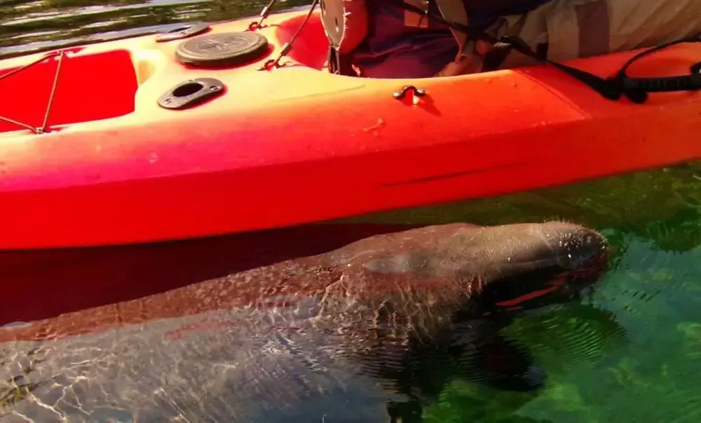 Manatee near red kayak in clear water.